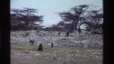 Kenya (1983): A Large Pack Of Monkeys Walking In The Wild With Little Ones