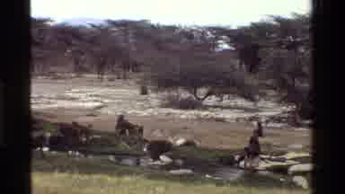 Kenya (1983): Monkey Family Plays In The River Under The Beautiful Sun