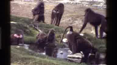 Kenya (1983): Baboons Drinking From WaterholeWild Boar Eating On A Clear Day