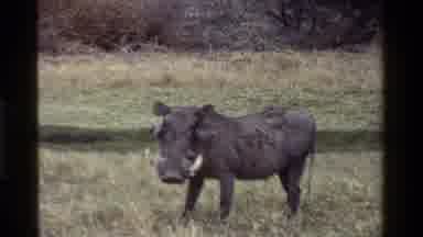 Kenya-1983: Warthog in Savanna, Giraffes Under Acacia Trees