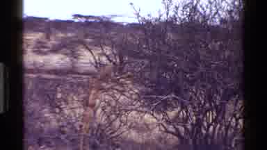 Kenya (1983): Leopard Trapped In Tree