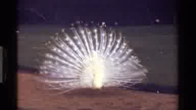 Kenya-1983: White Peacock Displaying Feathers in Vintage 8mm Footage