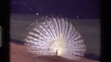 Kenya-1983: Beautiful White And Gold Peacock Standing In Open Grass Field