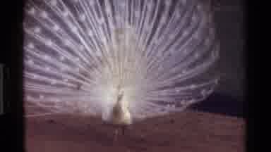 Kenya (1983): A White Peacock Flapping Its Wings As It Walks Through The Grass