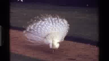Kenya (1983): White Peacock Displaying Its Tail Feathers In Leafy Green Courtyard