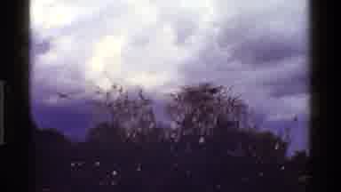 Kenya (1983): Bird Flies Above Trees In A Field On A Dark Cloudy Day At Dusk