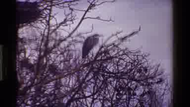 Kenya (1983): Two Ducks Are On The Grass And Large Vulture Is Sitting On The Tree