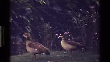 Kenya (1983): Two Brown Ducks Staring Then One Turns To The Camera
