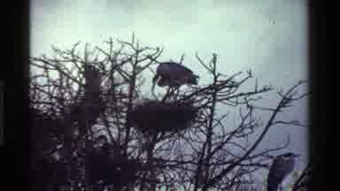 KENYA-1983: Herons Tending Nest and Flying in Tree
