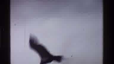 Kenya (1983): A Bird Flying Through The Wilderness
