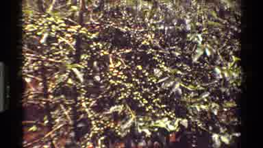 Kenya (1983): Very Green Tree Full Of Fruits On It's Branches