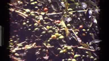 Kenya (1983): Windy Day In A Olive Field