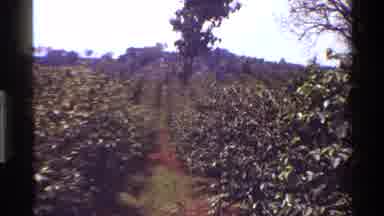 KENYA-1983: A Farm Located In The Rolling Hills On A Beautiful Sunny Day With A