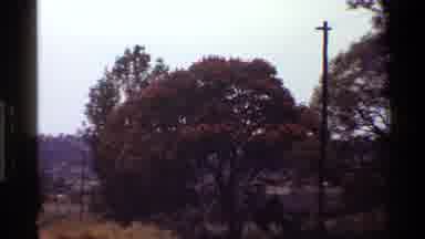 KENYA-1983: Very Large Tree With Thick Branches And Red Flowers Brimming With