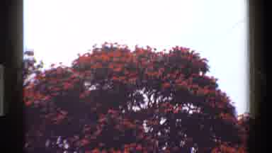 Kenya (1983): Lord Baden Powell Crave Loves These Trees