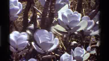 Kenya (1983): Big Beautiful Flowers In The Wilderness