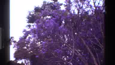 Kenya (1983): A Very Beautiful Place Like A Forest Park With Beautiful Trees Being