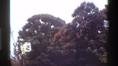 Kenya (1983): Trees Blossoms Foliage Color Change Nature OrangeBrownGreen Branches
