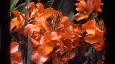 Kenya (1983): Beautiful Flowers Of Yellow Color