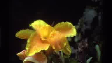 KENYA-1983: Yellow and Purple Flowers in Full Bloom