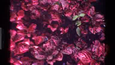 Kenya (1983): Multicolored Flowers Of Different Sizes Gently Swaying In The Wind