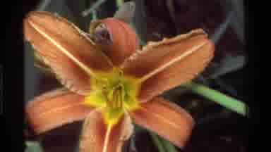 KENYA-1983: Close-Up of Orange and Yellow Daylilies in Vintage 8mm Film