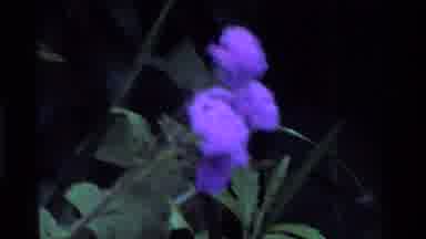 Kenya (1983): The Flower Was Different Types Color So The Beautiful