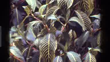 Kenya (1983): Plant's Flowers Foliage That Have Been Filmed In Their Respective
