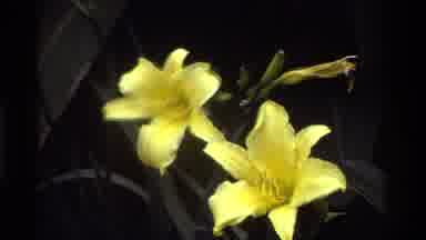 Kenya (1983): A Beautiful Yellow Flower Blooms Then Briefly Cuts To Show A Red