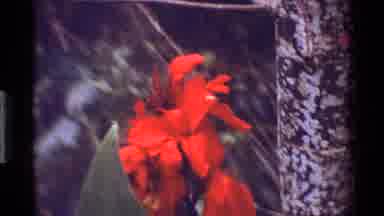 Kenya (1983): Beauty Of Nature In The Forest Showing Diversity In Its Flora