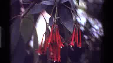 Kenya (1983): Red Flowers With White Tips Dripping From A Tree Full Of Leaves