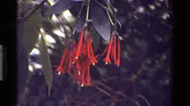 KENYA-1983: Vibrant Red and Yellow Flowers in a Tropical Garden