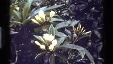 KENYA-1983: Close-Up of Tropical Flowers Including Frangipani and Poinsettia