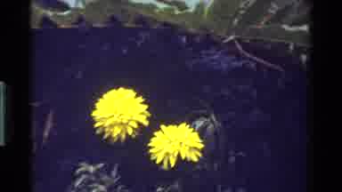 Kenya (1983): Yellow Flowers And Red Flowers On A Tree Or Bush With Other Plants