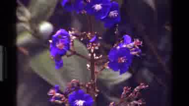 KENYA-1983: Beautiful Blue And Red Flowers Sway In A Gentle Breeze