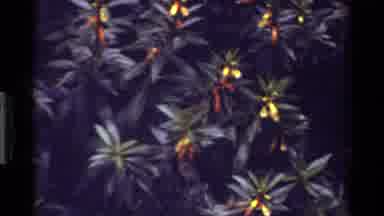 Kenya (1983): Colorful Flowers With Birds Perching On Them