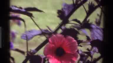 Kenya (1983): The Flowers Was The Types Of The Colors In The Garden