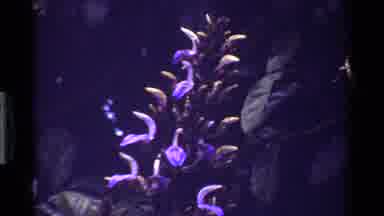 Kenya (1983): The Flowers Are Look Very Colorful And Beautiful