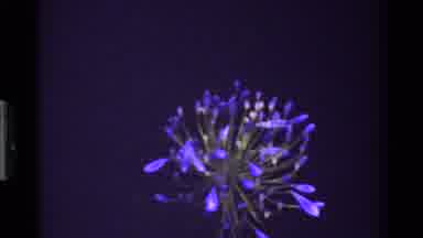 Kenya (1983): Close Up Footage Of One Blue And One Purple Flower