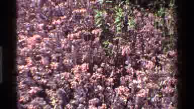 Kenya (1983): A Beautiful View Of Nature At Its Best