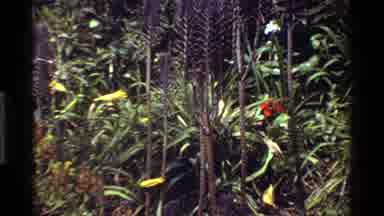 Kenya (1983): Flowers Foliage Purple Green Orange Red Tall Long Skinny Prickly