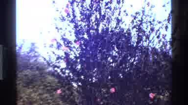 Kenya (1983): Breeze Spring Day With Flowers And Trees Blowing Softly