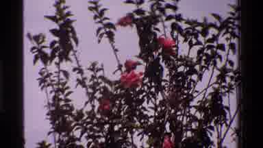 Kenya (1983): Beautiful Flowers In A Garden With The Sun Shining Down