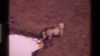 Kenya (1983): Warthog Drinking At Muddy Looking Watering Hole Then Wading In The