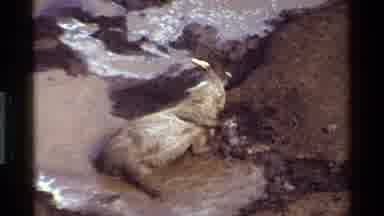 Kenya (1983): At The Watering Hole We Find A Water Buffalo Taking A Drink And A