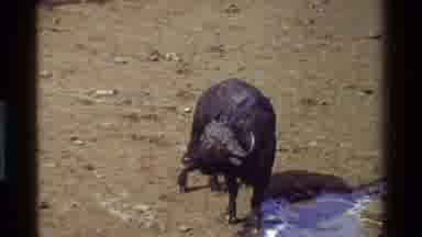 Kenya (1983): African Cape Buffalo Stands By Watering Hole Licks Its Chops Camera