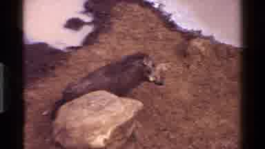 Kenya (1983): Animal Walking A Rock And Dirt Areas With Muddy Water