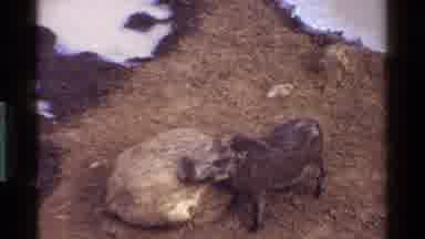 Kenya (1983): People At Zoo Watching A Pig Below In Mud And Taking Pictures