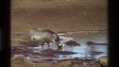 Kenya (1983): A Wild Boar Drinking Out Of A Dirty River In Front Of A Primate