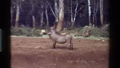 Kenya (1983): Warthog In An Open Dirt Patch Turns And Looks At Camera